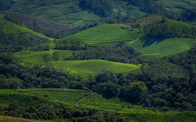 Beautiful tea gardens surrounded by Mountains is a tourist place in South India, Kerala, Munnar.