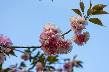 Close-up of Cherry Blossom Flowers in Spring