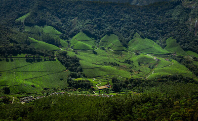Beautiful tea gardens surrounded by Mountains is a tourist place in South India, Kerala, Munnar.
