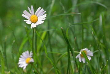 Three delicate daisies with white petals and yellow centers stand amongst vibrant green grass. A simple and fresh natural scene.
Photo Formats