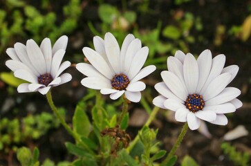 Close-up of three delicate white African daisy flowers (Osteospermum) with blue and orange centers, surrounded by green foliage. Fresh and vibrant.