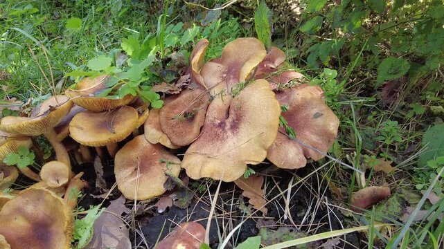 mushrooms on the stump. many mushrooms in the forest. tricholoma. Forest mushrooms (Coprinellus disseminatus), known as fairy inkcap or trooping crumble cap,