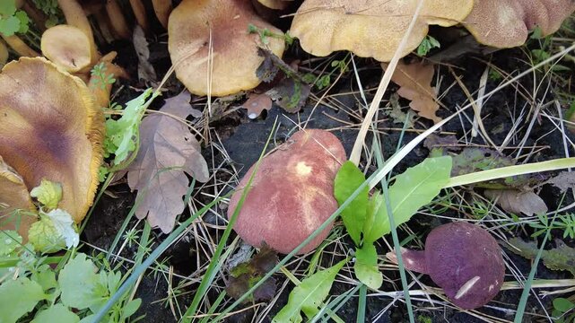 mushrooms on the stump. many mushrooms in the forest. tricholoma. Forest mushrooms (Coprinellus disseminatus), known as fairy inkcap or trooping crumble cap,