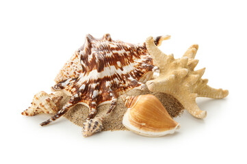 Different sea shells, sand and starfish on white background