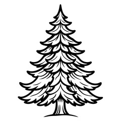  Stunning Outline of White Fir Tree
