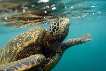 Obraz premium Close-up of a Green Turtle (Chelonia mydas) Surfacing for Air. Los Tuneles, Cabo Rosa. Isabela Island, Galapagos