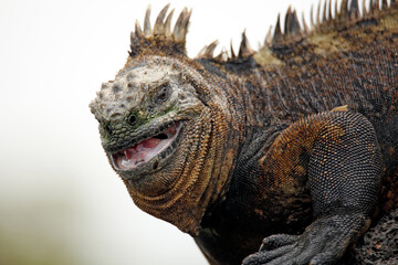 Close-up of a Marine Iguana (Amblyrhynchus cristatus albemarlensis) with Open Mouth. Isabela Island, Galapagos
