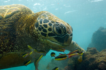 Fototapeta premium Close-up of a Green Turtle (Chelonia mydas) Feeding. Los Tuneles, Cabo Rosa. Isabela Island, Galapagos