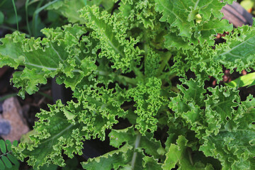 Image of a type of lettuce plant.