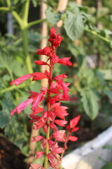 A picture of a type of flower that grows naturally.