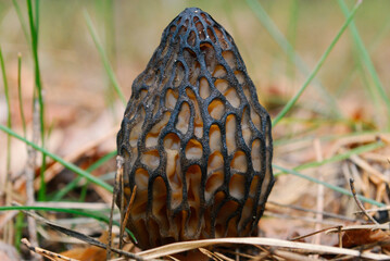 wrinkled, wavy, cap of the mushroom Morchella esculenta in dry grass in a spring forest