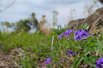 wild violet flower of the meadow, small purple flowers