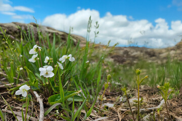 Sweet white violet of the meadow, small white flowers