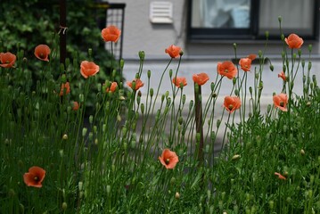 Long-headed poppy (Papaver dubium) flowers. Papaveraceae annual plants. It grows in vacant lots and blooms orange flowers from April to May.