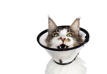 Head shot of young adult Maine Coon cat, wearing protective medical cone around neck. Looking annoyed up with mouth open to protest. Isolated cutout on a transparent background.