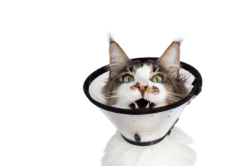 Head shot of young adult Maine Coon cat, wearing protective medical cone around neck. Looking annoyed up with mouth open to protest. Isolated cutout on a transparent background.
