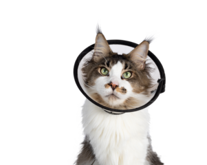 Head shot of young adult Maine Coon cat, wearing protective medical cone around neck. Looking annoyed to camera. Isolated cutout on a transparent background.