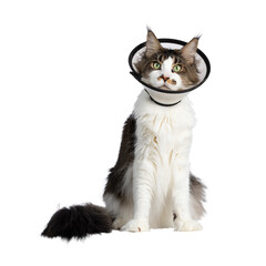 Young adult Maine Coon cat, wearing protective medical cone around neck. Sitting up facing front looking straight to camera. Isolated cutout on a transparent background.