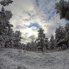 snow on the branches. trees in the snow. a lot of snow in the forest. Tree branches in the snow, close up. Winter in the forest.