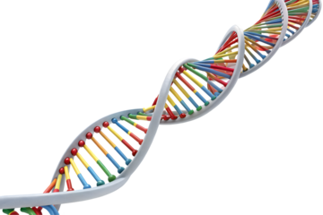 3d dna genome structure isolated on white background