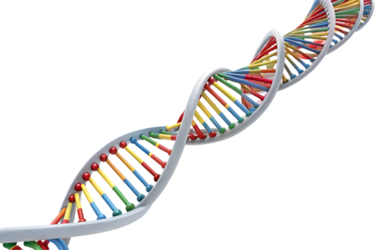 3d dna genome structure isolated on white background