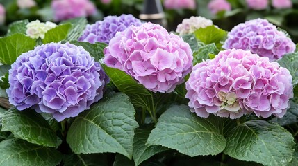 Vibrant Hydrangea Blossoms