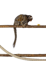Cute common marmoset monkey aka Callithrix jacchus, sitting side ways on branch. Looking side ways to piece of banana on branch with tail hanging down. Isolated cutout on a transparent background.