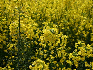 薬用植物園で栽培されているセイヨウアブラナ