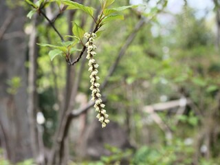 薬用植物園で栽培されているキブシ属の植物