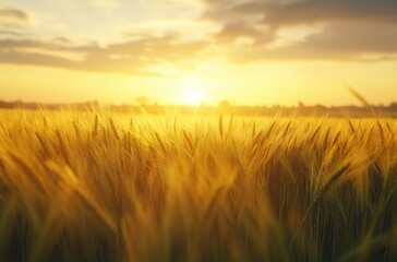 Fototapeta premium 8K A breathtaking barley field at sunrise,