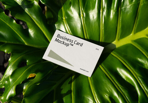 Business Card on the Monstera Leaf Mockup