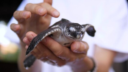 Professional marine biologist carefully holding delicate baby sea turtle, highlighting conservation efforts and gentle care for vulnerable marine species during wildlife research and rescue
