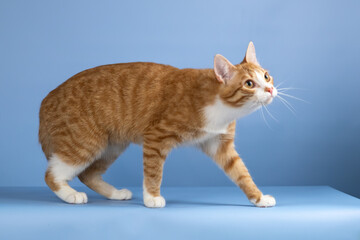 Red-and-white cat on a blue background. Thin and graceful young kitty
