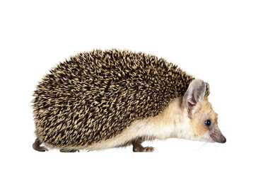 Cute adult Long eared hedgehog aka Hemiechinus auritus, walking side ways. Looking straight ahead...
