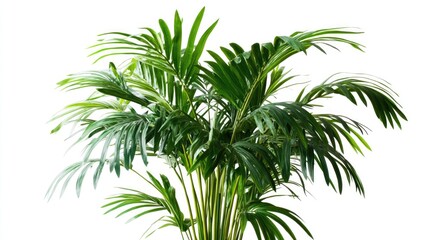 Green Palm Plant with Lush Leaves on White Background