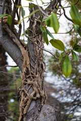 Fototapeta premium Parasitic tropical liana has entangled itself around a tree trunk. Nature background with tree trunk intertwined with liana. Selective focus