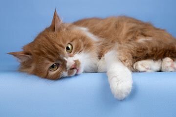 Red-and-white cat on a blue background. Thin and graceful young kitty