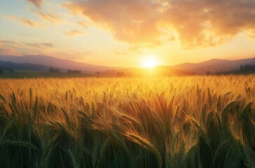 Obraz premium 8K A peaceful barley farm at twilight, the last rays