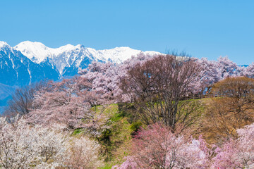 大草城址公園の桜と中央アルプス
