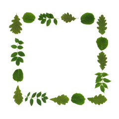 Oak ash and hazel leaf green square shape wreath. Spring Summer Druid symbol of love, strength, renewal and protection of ancient natural earth magic on white.