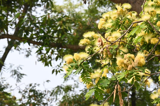 Albizia lebbeck flowers. Its Common names shirisha tree, siris,&nbsp;Indian siris,&nbsp;East Indian walnut,&nbsp;Broome raintree,&nbsp;lebbeck,&nbsp;lebbek tree,&nbsp;frywood, flea tree and&nbsp;woman's tongue tree.