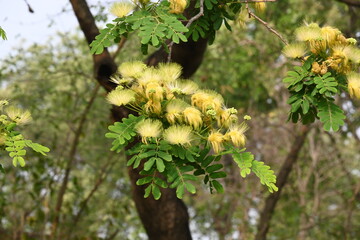 Albizia lebbeck flowers. Its Common names shirisha tree, siris, Indian siris, East Indian...