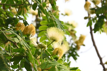 Albizia lebbeck flowers. Its Common names shirisha tree, siris, Indian siris, East Indian walnut, Broome raintree, lebbeck, lebbek tree, frywood, flea tree and woman's tongue tree.