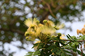 Albizia lebbeck flowers. Its Common names shirisha tree, siris, Indian siris, East Indian...
