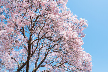 満開の桜