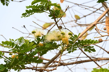 Albizia lebbeck flowers. Its Common names shirisha tree, siris, Indian siris, East Indian walnut, Broome raintree, lebbeck, lebbek tree, frywood, flea tree and woman's tongue tree.