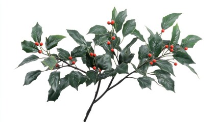 Holly sprigs with vibrant red berries.  Detailed leaves and branches
