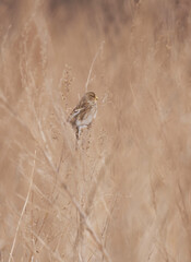 Twite (Linaria flavirostris) perched on a twig in the field in spring.	
