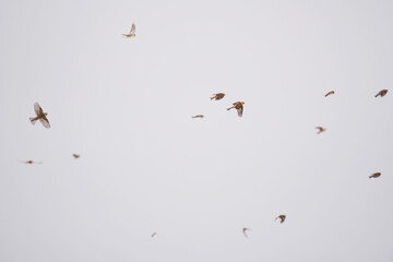 Twites (Linaria flavirostris) flying in the sky in spring.