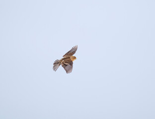Twite (Linaria flavirostris) flying in the sky in spring.